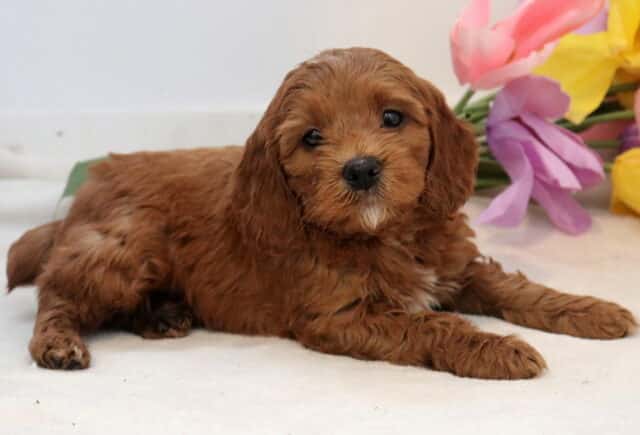 Nick Cockapoo2 image