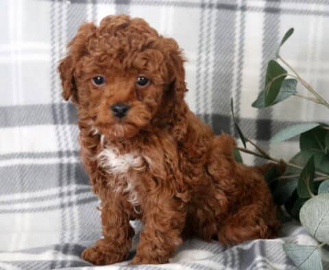 Noah Toy Poodle