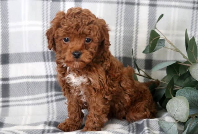 Noah Toy Poodle image
