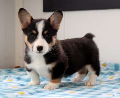 Nora Corgi