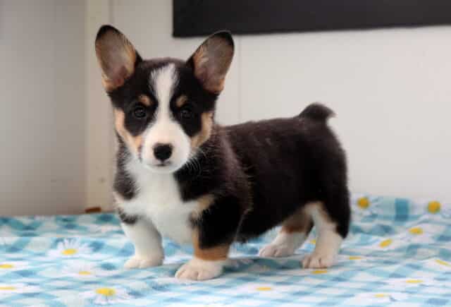Nora Corgi image