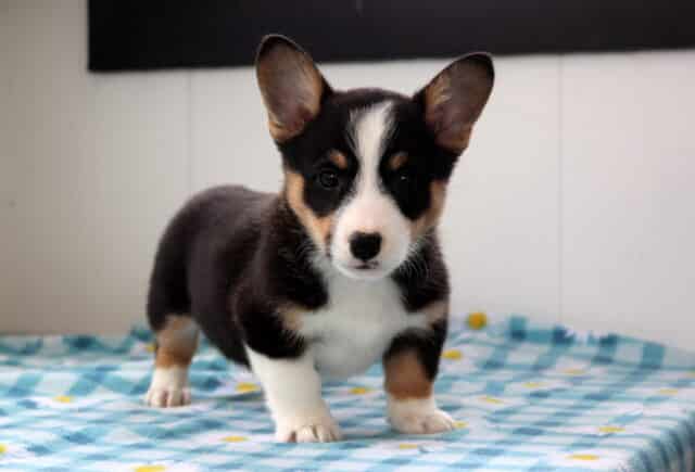 Nora Corgi2 image