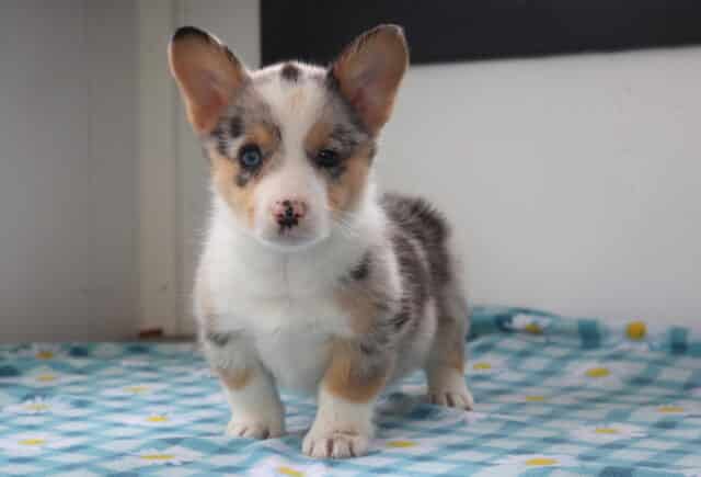 Nova Corgi image