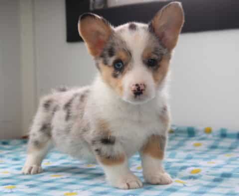 Nova Corgi2