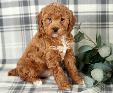 Nugget Toy Poodle