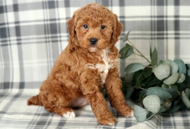 Nugget Toy Poodle image