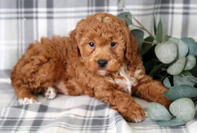 Nugget Toy Poodle2 image