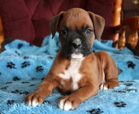 Paws Boxer