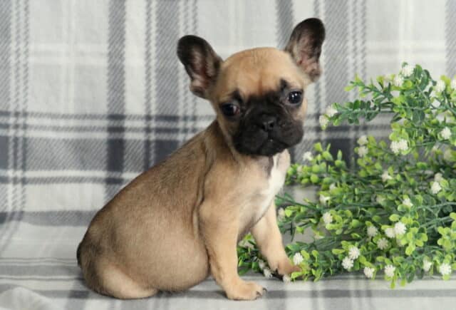 Small fawn French Bulldog puppy sitting sideways on a gray plaid backdrop, with a dark facial mask, expressive round eyes, and upright bat ears, posed next to a leafy green plant with tiny white flowers in a studio photo. image