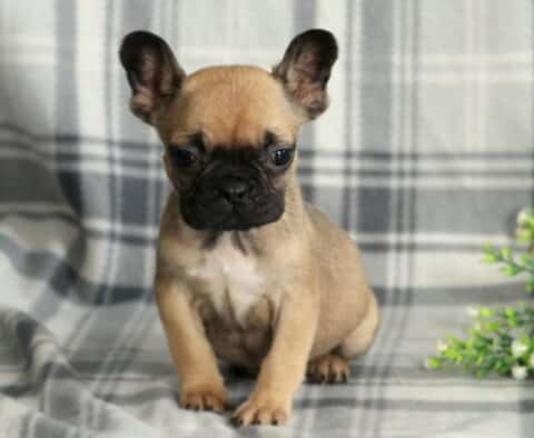 Peace Frenchie Retake2