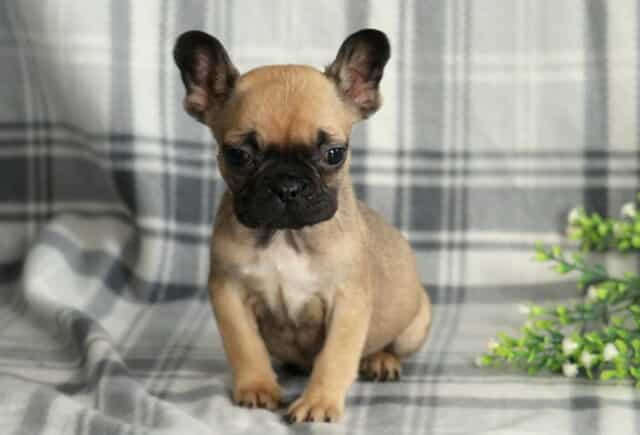 Young fawn French Bulldog puppy facing forward on a gray plaid blanket, with a black muzzle, wide-set dark eyes, and tall upright ears, sitting alert beside a small green plant with white buds in a studio setting. image