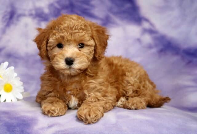 Bichpoo (Bichon Frise Poodle mix) puppy lying down on a soft purple marbled backdrop, featuring a fluffy apricot curly coat, round dark eyes, floppy ears, and a tiny white chest patch, posed beside white daisies. image