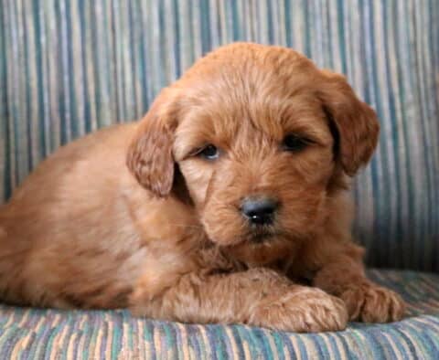 Peaches Goldendoodle