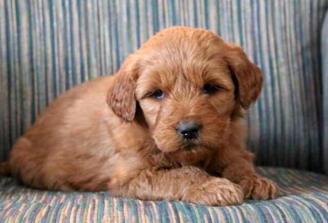 Peaches Goldendoodle image