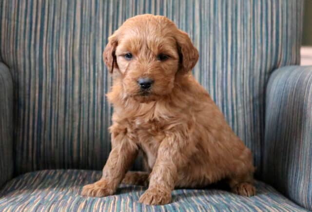 Peaches Goldendoodle2 image