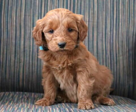Peanut Goldendoodle