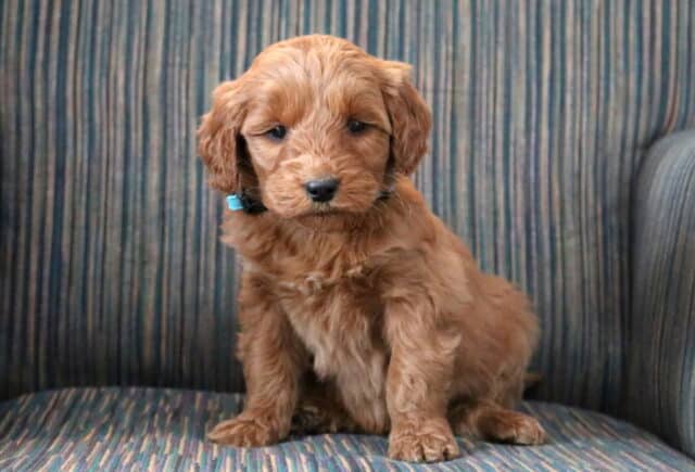 Peanut Goldendoodle image