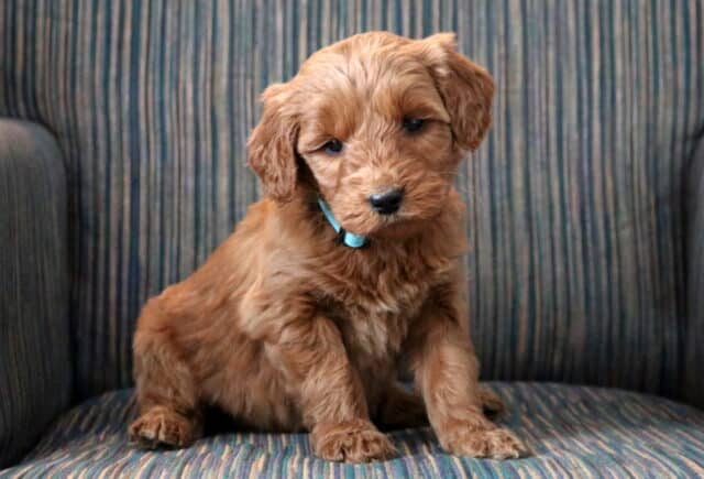 Peanut Goldendoodle2 image