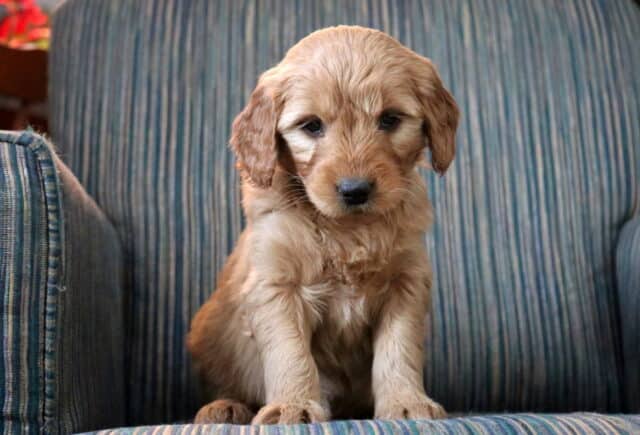 Pearl Goldendoodle image