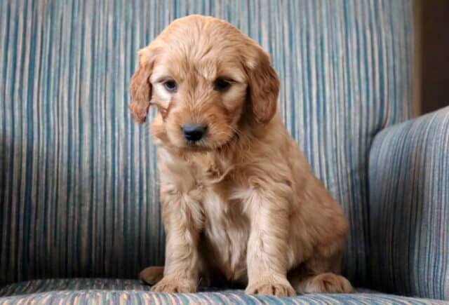 Pearl Goldendoodle2 image