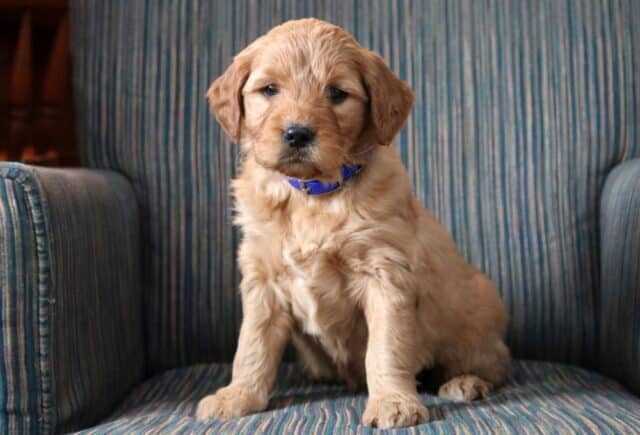 Pebbles Goldendoodle image