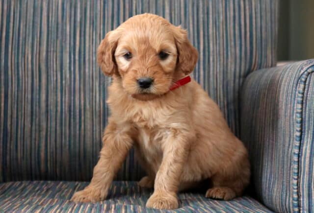 Penny Goldendoodle image