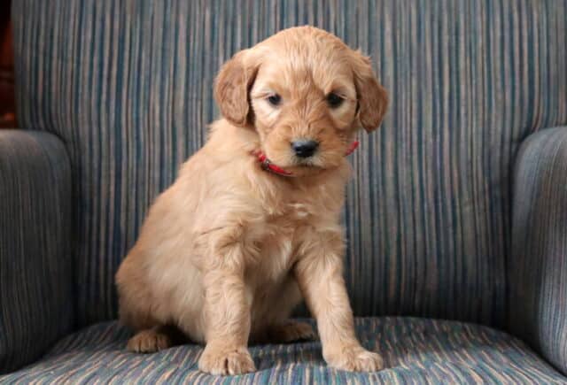 Penny Goldendoodle2 image