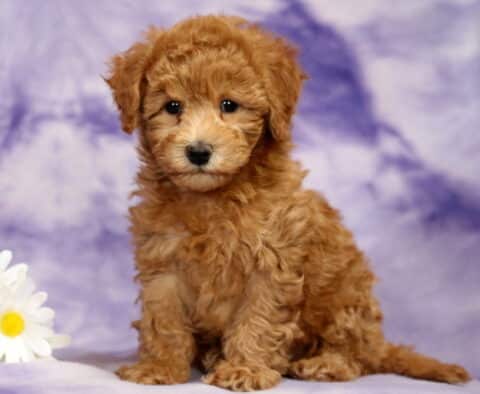 Bichpoo (Bichon Frise Poodle mix) puppy sitting on a soft purple marbled backdrop with white daisies to the side, featuring a fluffy apricot curly coat, dark round eyes, and floppy ears.