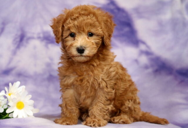 Pepper Bichpoo image