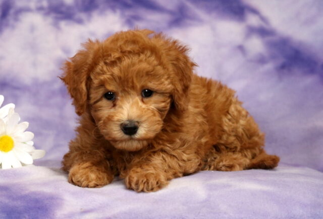 Pepper Bichpoo2 image