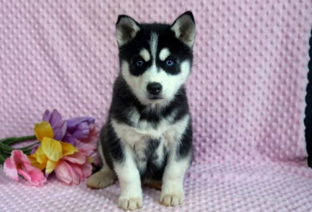 Pepper Husky image