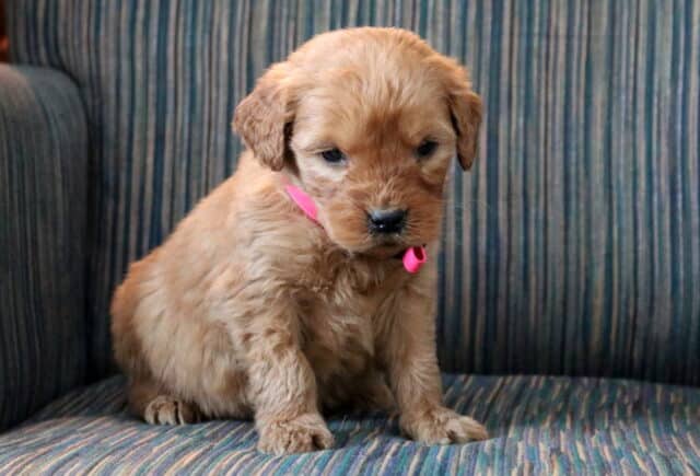 Pickles Goldendoodle image