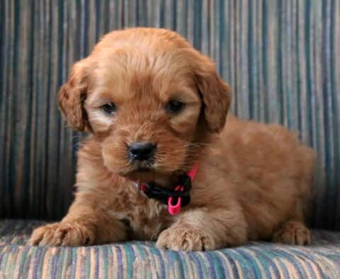 Pickles Goldendoodle2