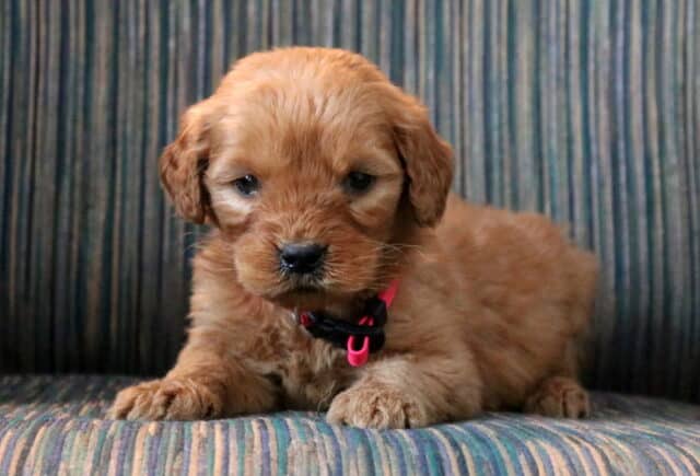 Pickles Goldendoodle2 image