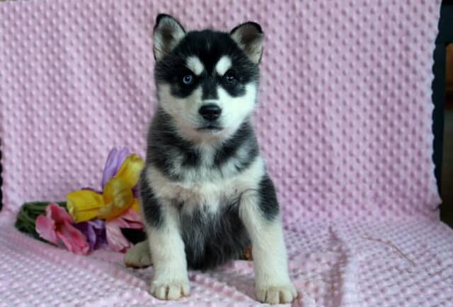Pinky Husky image