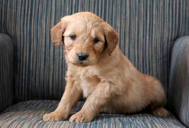 Piper Goldendoodle image