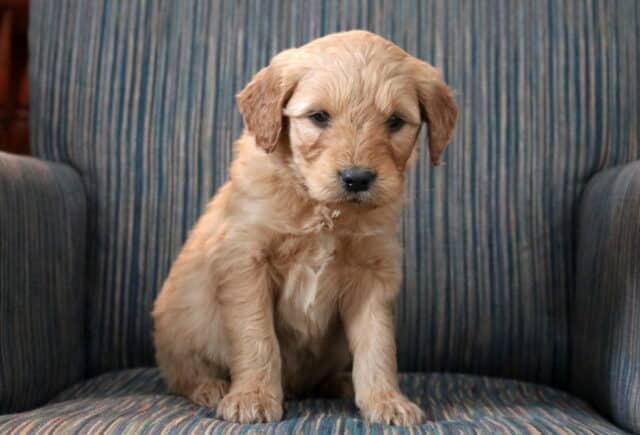 Piper Goldendoodle2 image