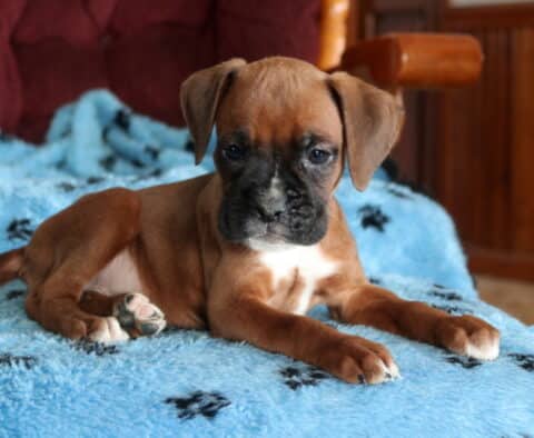 Fawn Boxer puppy with a black mask and white chest marking lying comfortably on a soft blue fleece blanket with black paw prints. The puppy’s front paws are stretched forward, showing small white toes. A wooden rocking chair and warm wood-paneled walls are visible in the cozy indoor background.