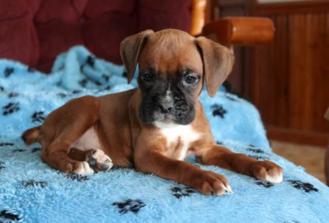 Precious Boxer image