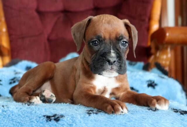 Precious Boxer2 image