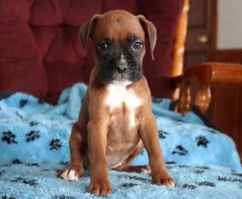 Precious Boxer3