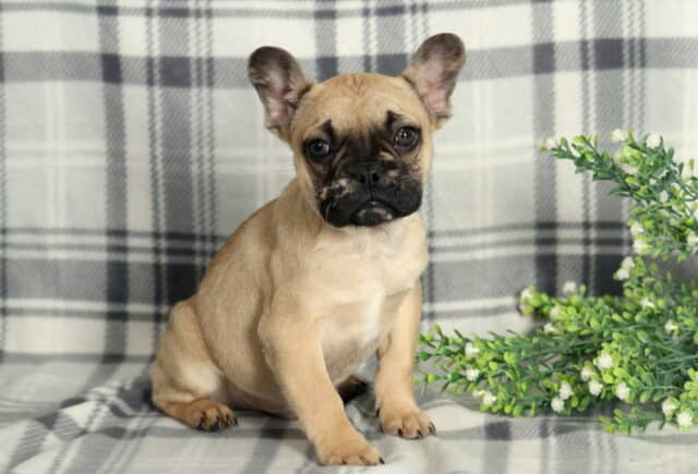 Young fawn French Bulldog puppy sitting upright on a gray plaid blanket, featuring a rounded head, expressive dark eyes, and bat-like ears, with a small green floral accent positioned to the side in a softly lit studio setting. image