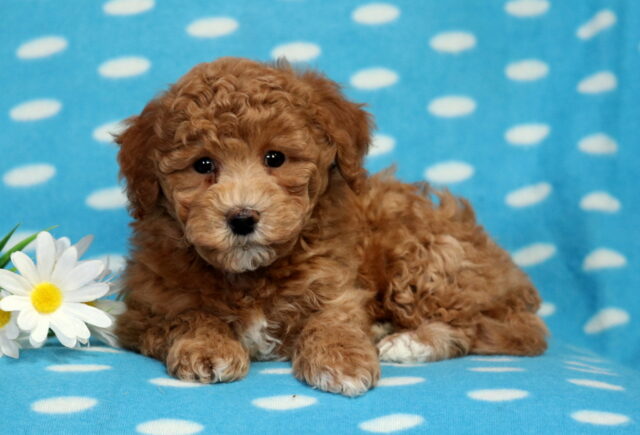 Prince Bichpoo image