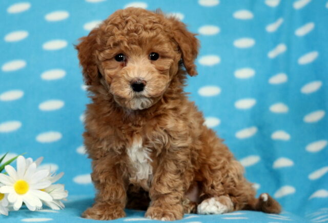 Prince Bichpoo2 image