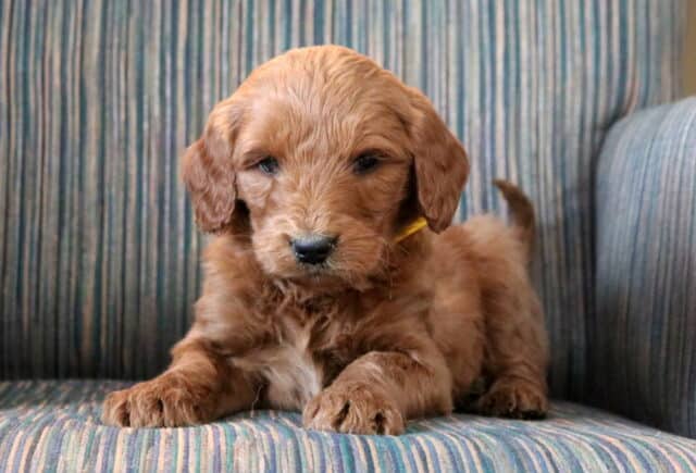 Prince Goldendoodle image