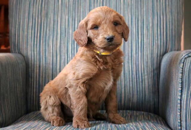 Prince Goldendoodle2 image