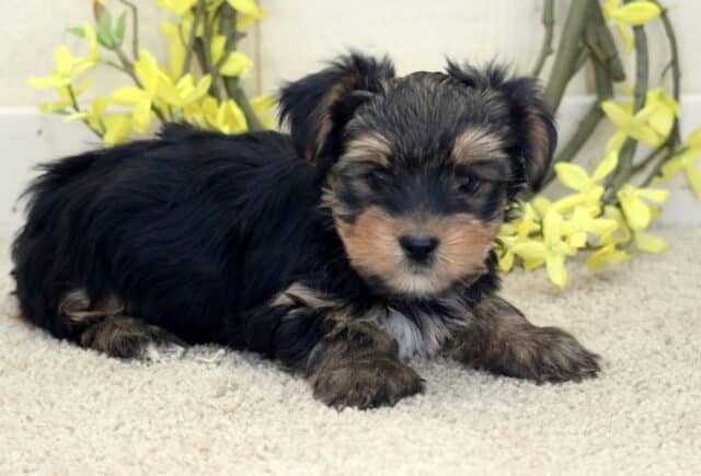 Prince Yorkie2 image