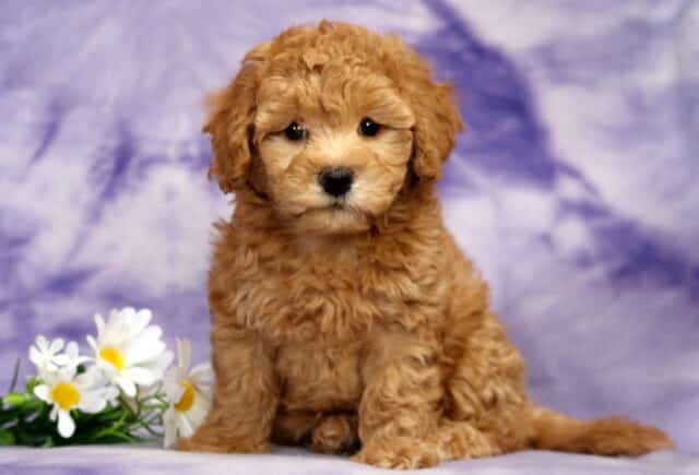 Princess Bichpoo image