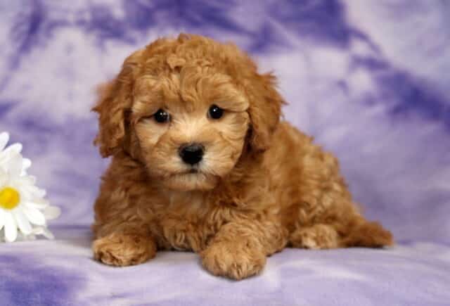 Princess Bichpoo.2 image