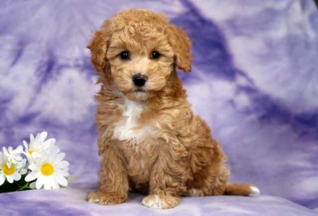 Bichpoo (Bichon Frise Poodle mix) puppy sitting on a soft purple marbled backdrop, featuring a fluffy apricot curly coat, round dark eyes, floppy ears, and a prominent white chest patch, posed beside white and yellow daisies. image